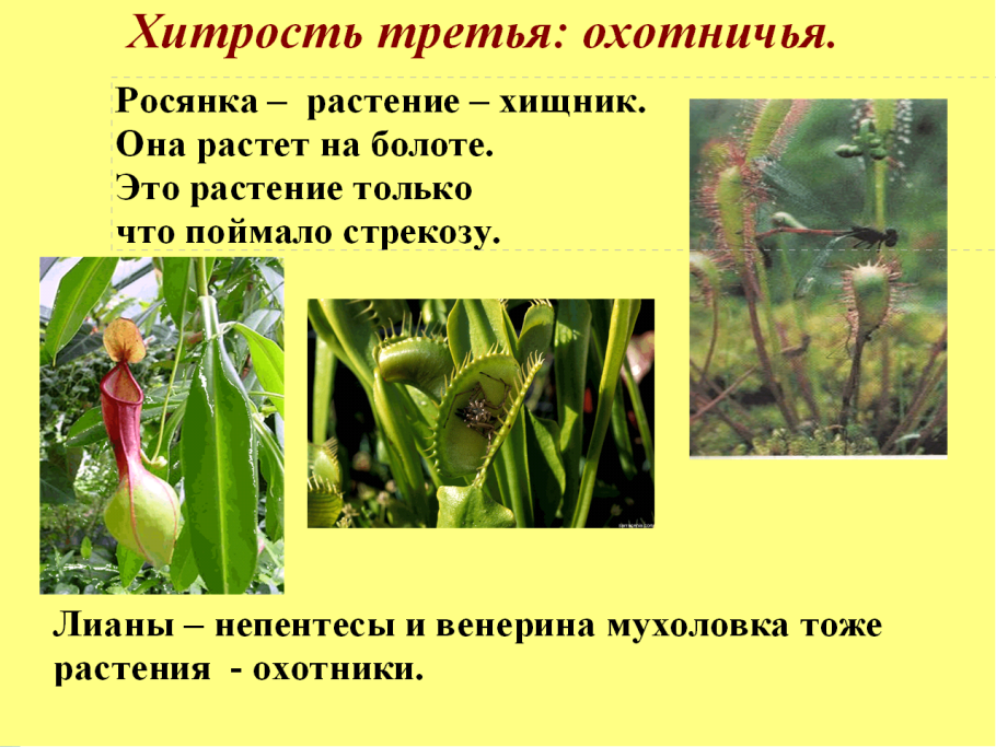 Черты приспособления у росянки