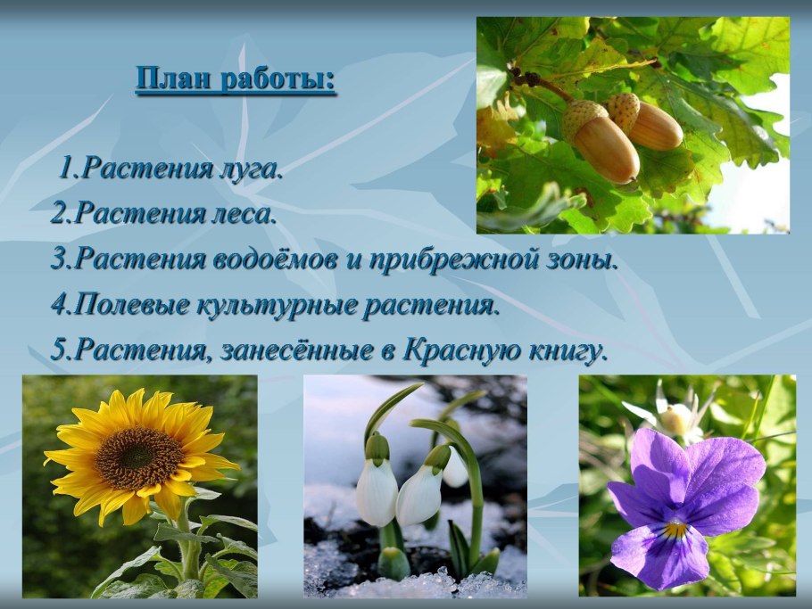 Растительный мир презентация