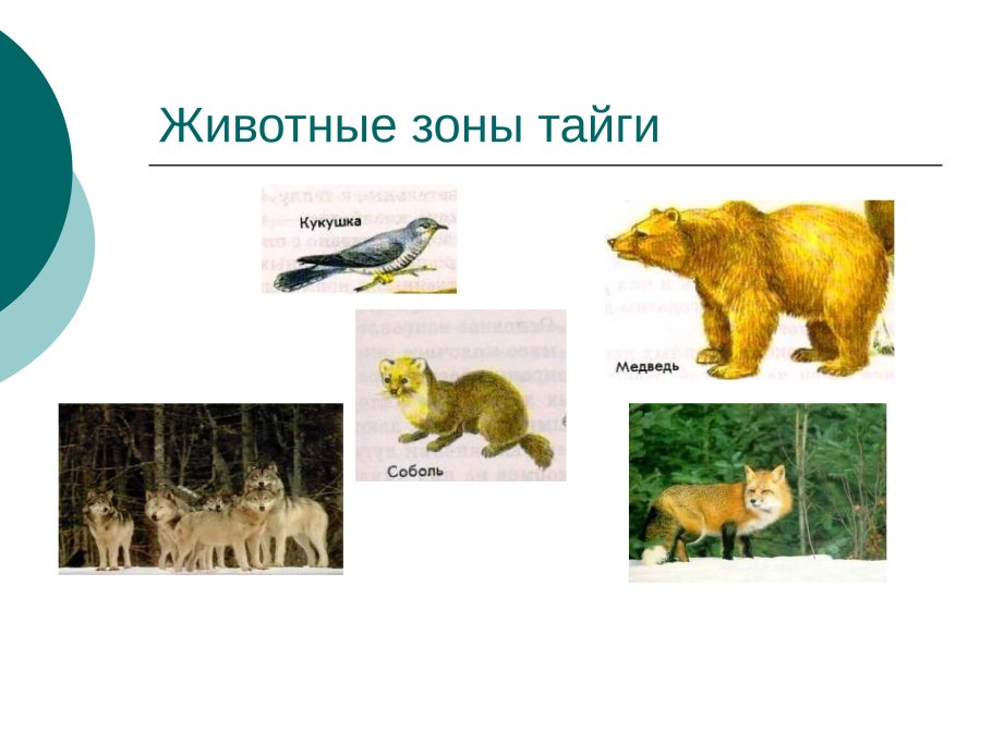 Обитатели зоны тайги