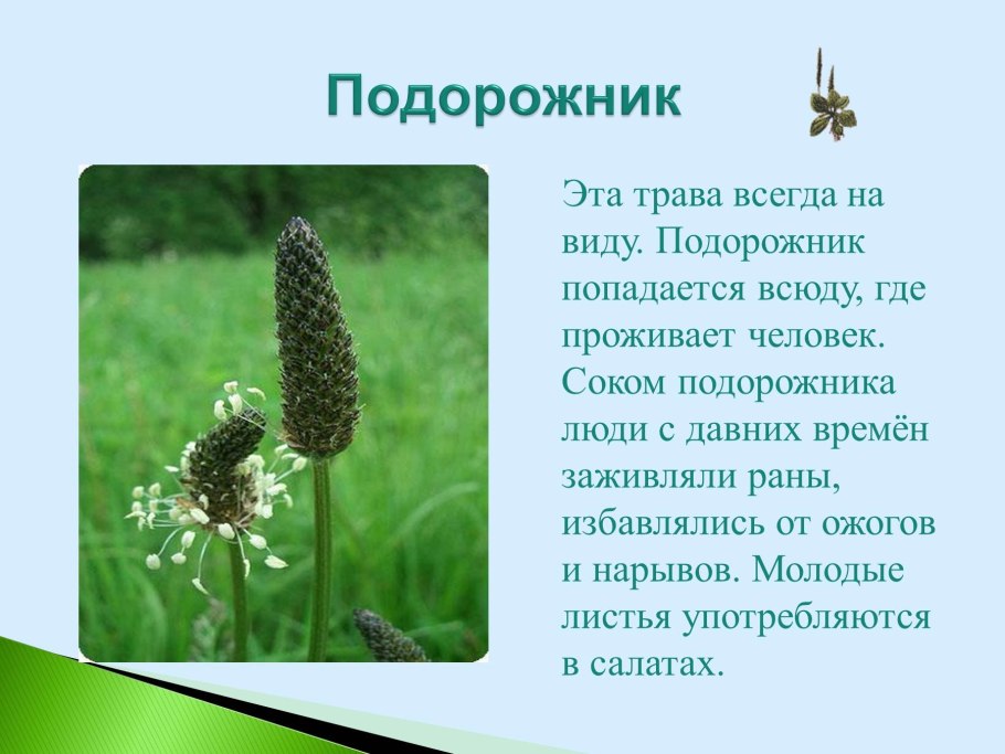 Сообщение о дикорастущем растении