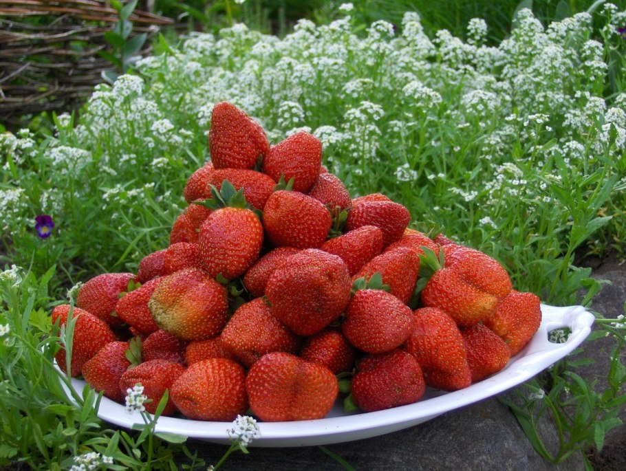 Земляника Альпийская клубника со сливками