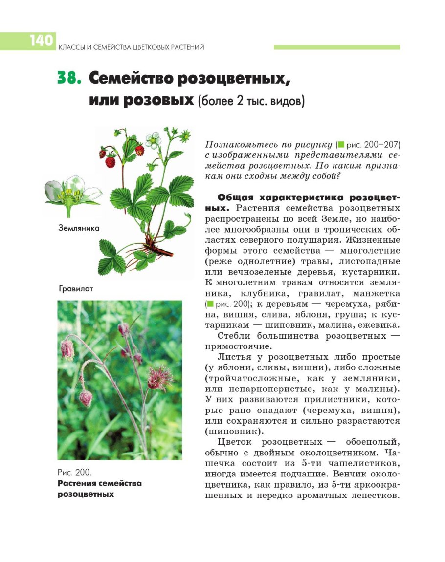 Многолетние травы семейства Розоцветные