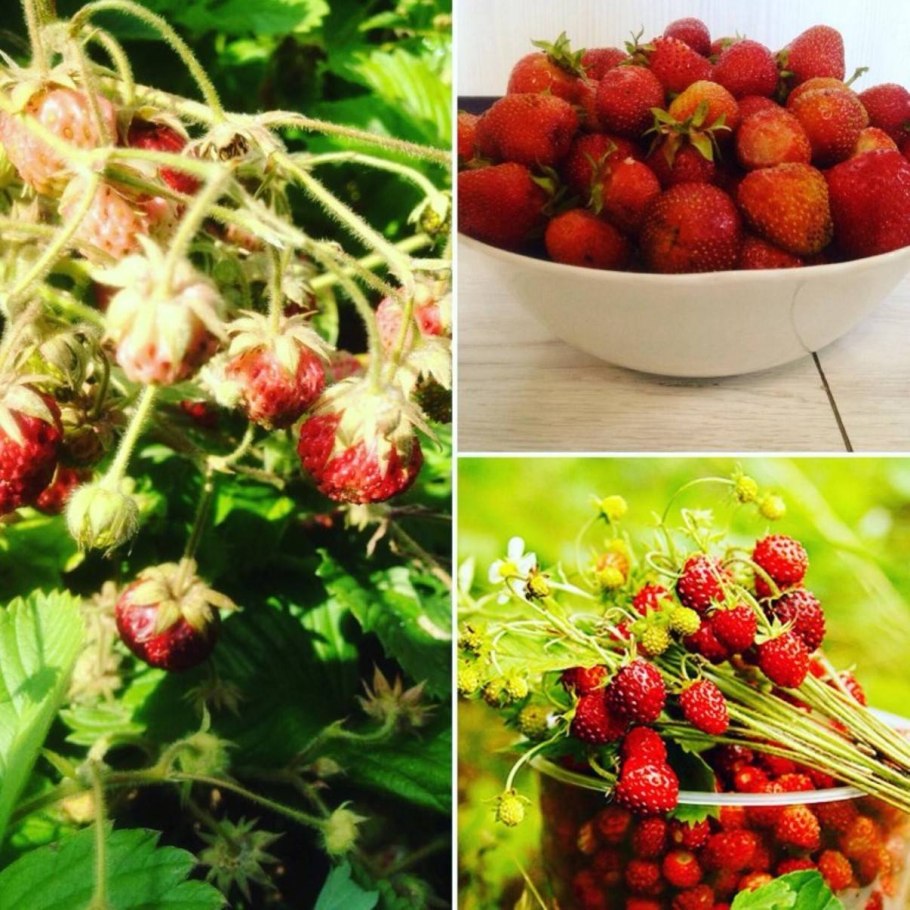 Клубника цветы красные