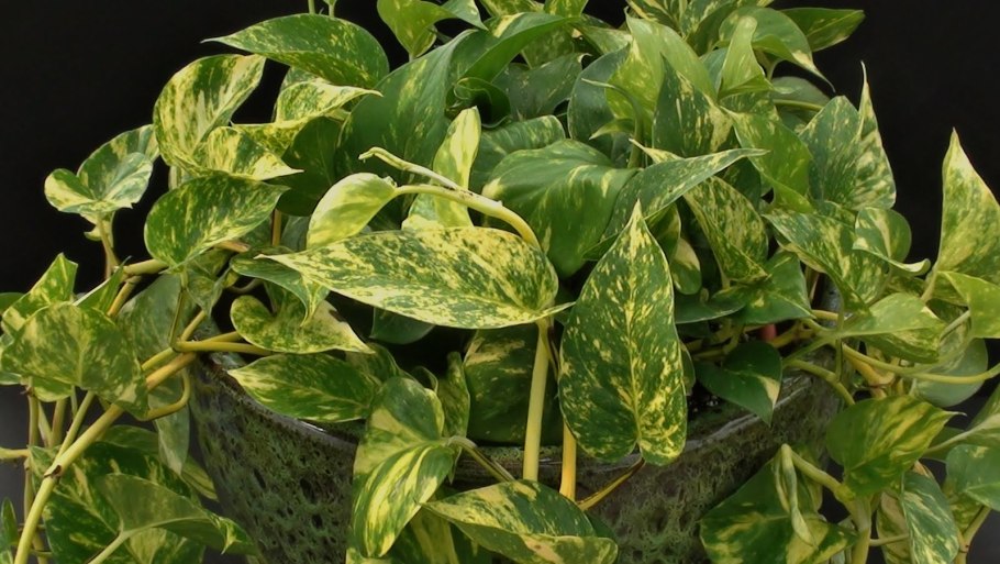 Эпипремнум Глобал Грин