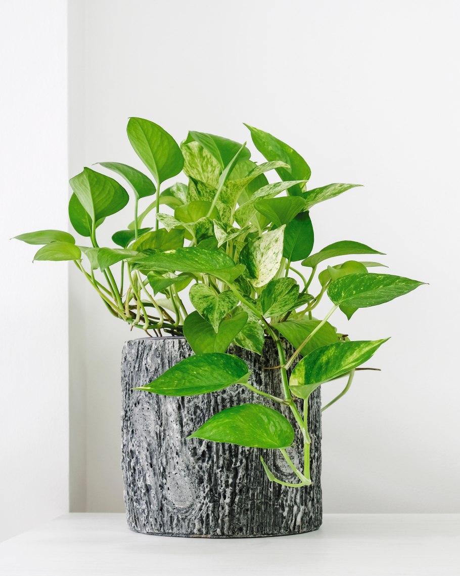 Сингониум фитостена