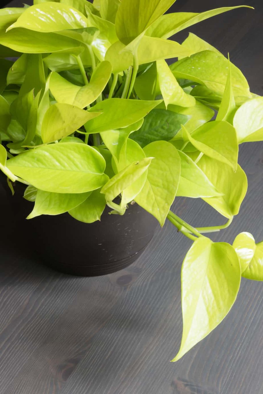 Эпипремнум Вьюнок