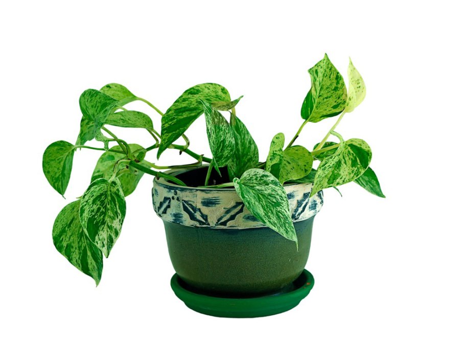 Сциндапсус Аргиреус