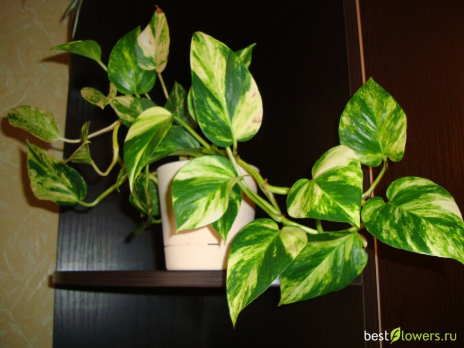 Сциндапсус Кобра