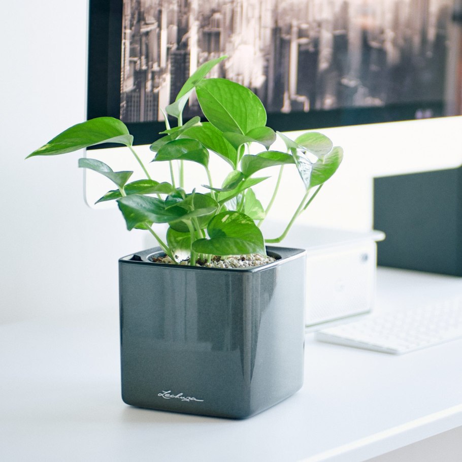 Сциндапсус перистый Альба