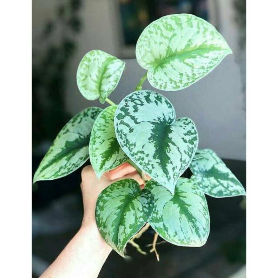 Сциндапсус Сильвер сатин