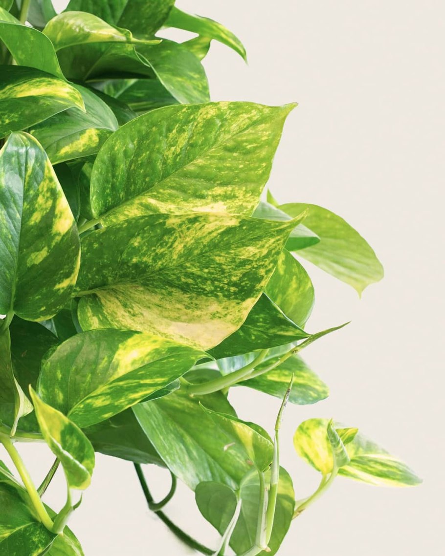 Сциндапсус Голден Квин