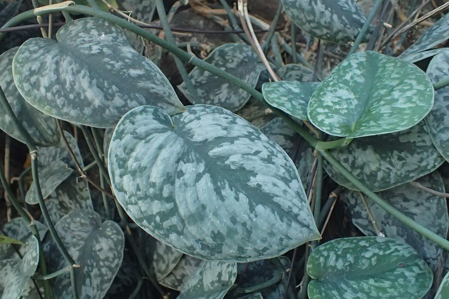 Сциндапсус Пиктус