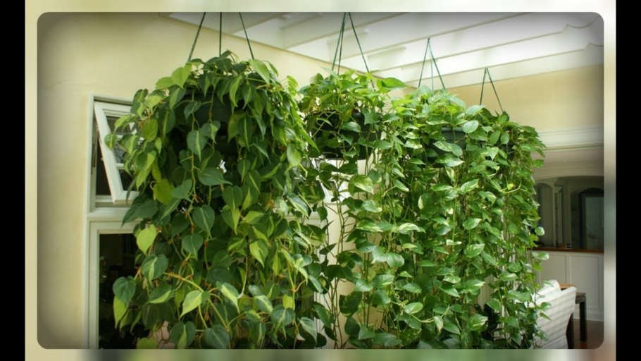 Эпипремнум Марбл Квин