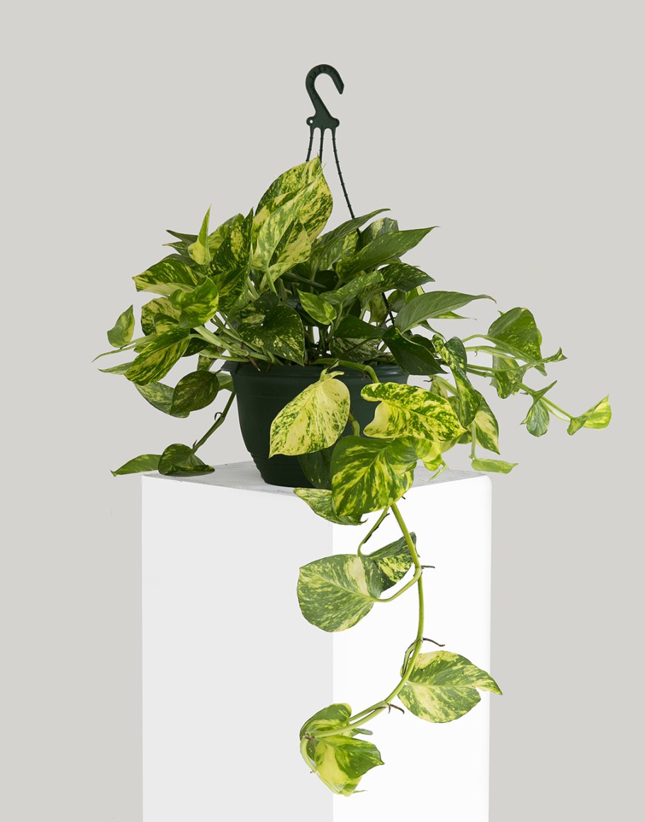 Сциндапсус Сильвер сатин