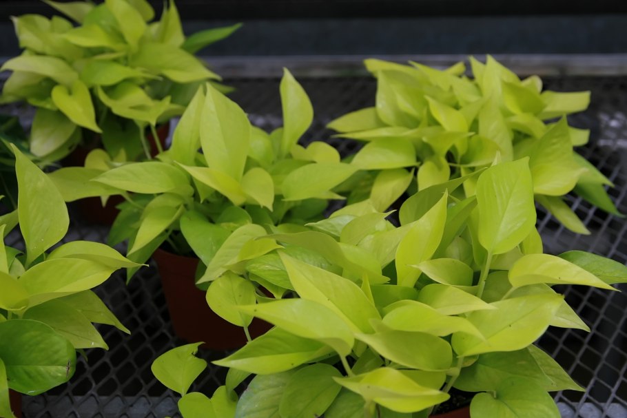 Потос неон растение