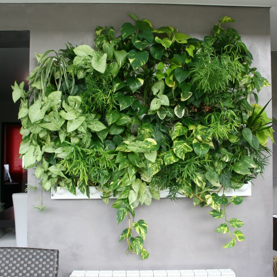 Эпипремнум Джой, Марбл Квин