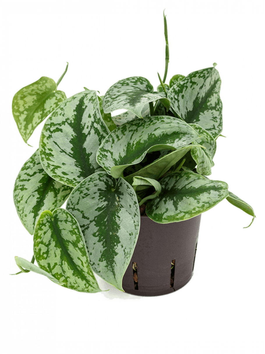 Сциндапсус на улице летом