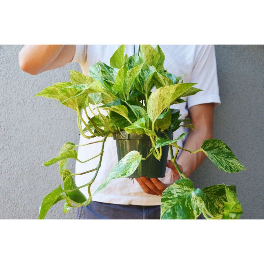 Искусственные цветы сциндапсус