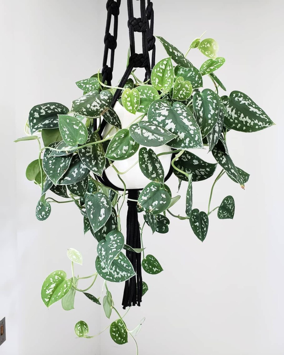 Эпипремнум на гидропонике