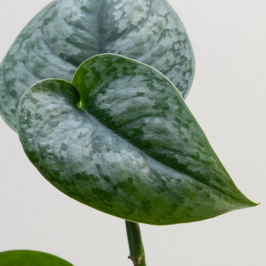 Сциндапсус Годзилла