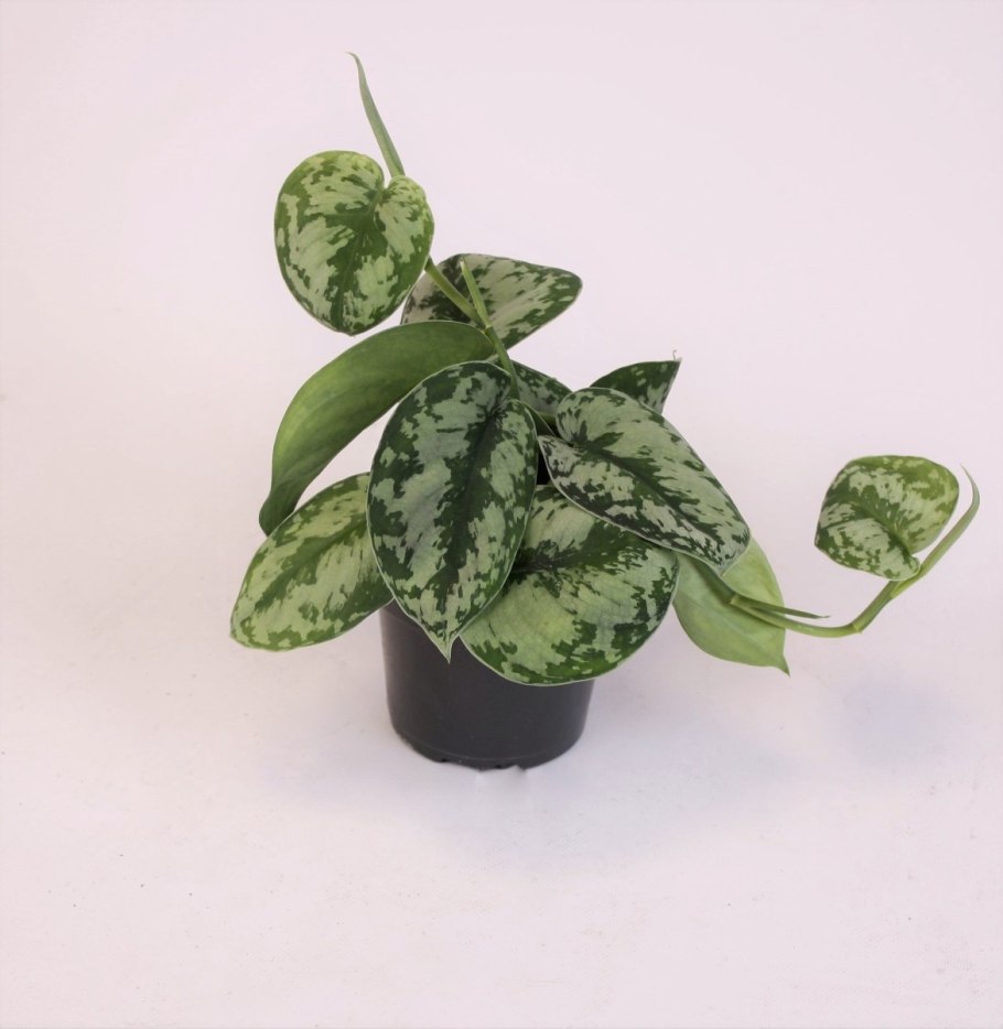 Сциндапсус вертикальное Озеленение