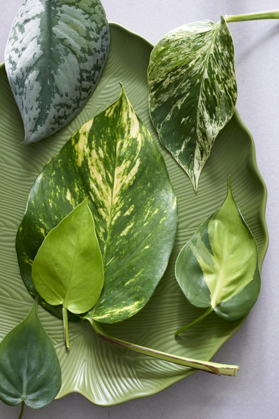 Эпипремнум Голден неон