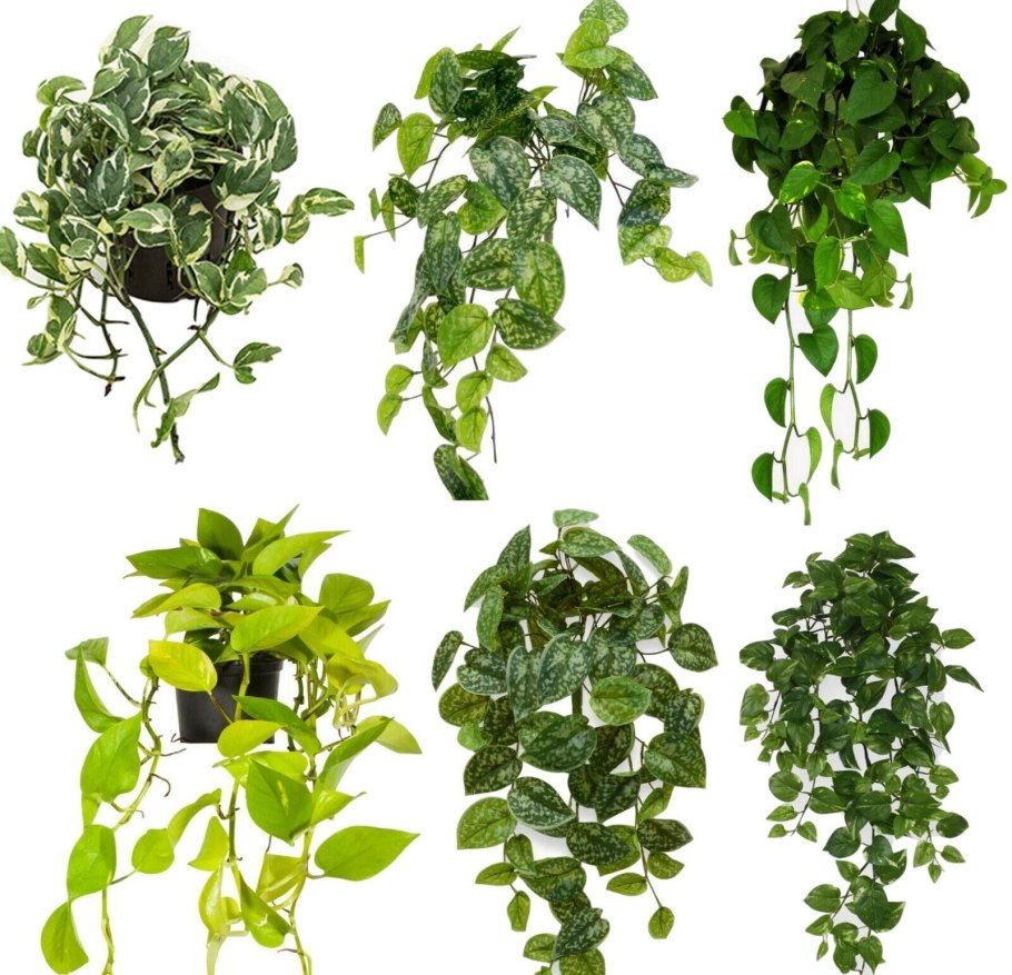 Эпипремнум Марбл Квин вертикальное Озеленение