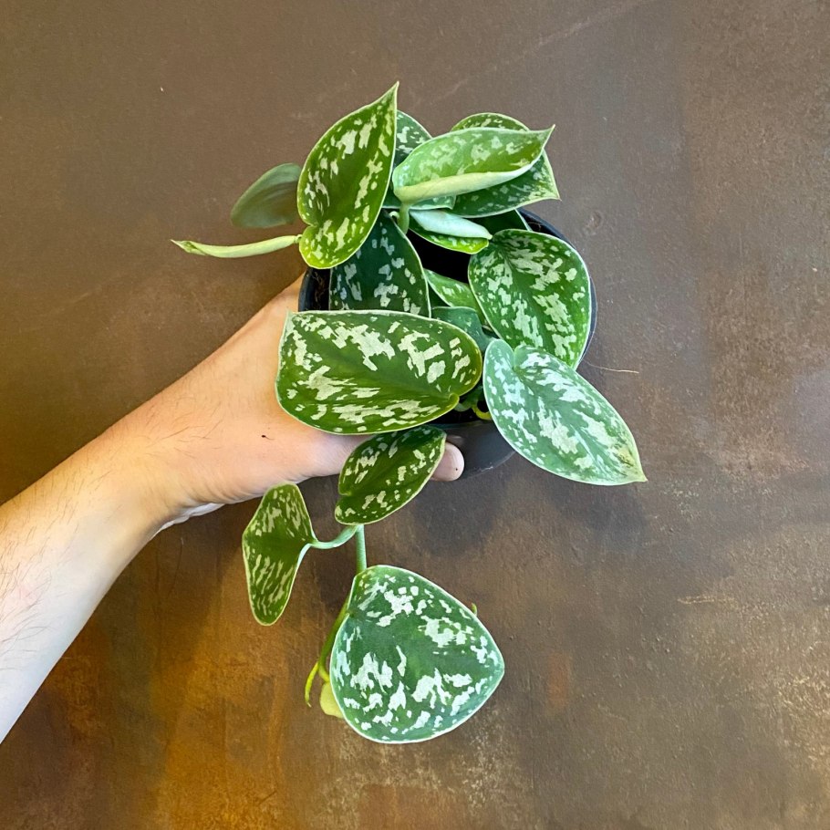 Дьявольский плющ