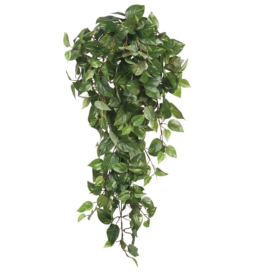 Сциндапсус Голден Квин