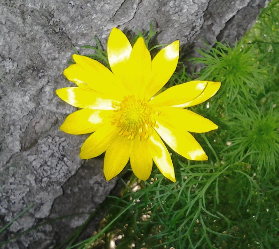 Горицвет весенний (Adonis vernalis)