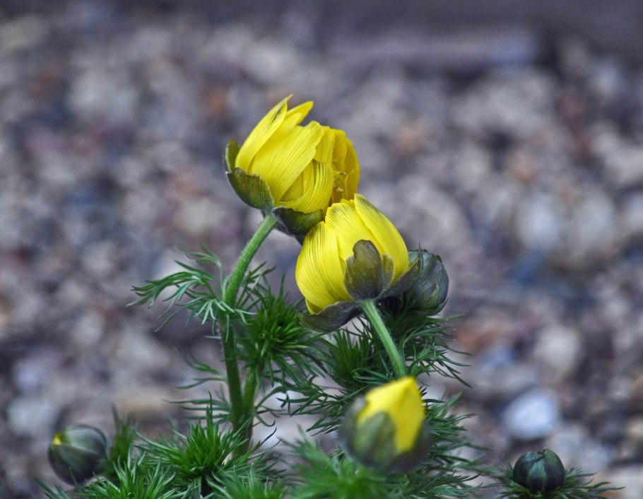 Адонис весенний (Adonis vernalis)