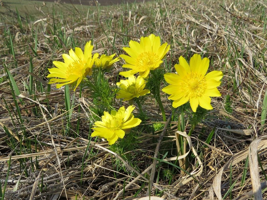 Горицвет весенний (Adonis vernalis)