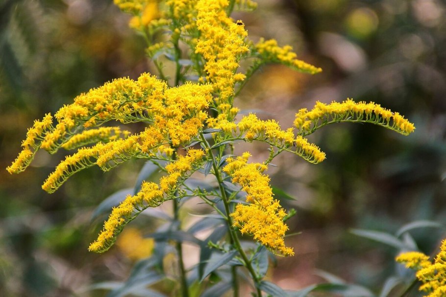 Золотарник солидаго