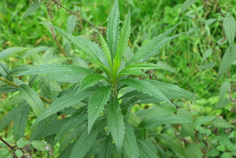 Мимоза солидаго