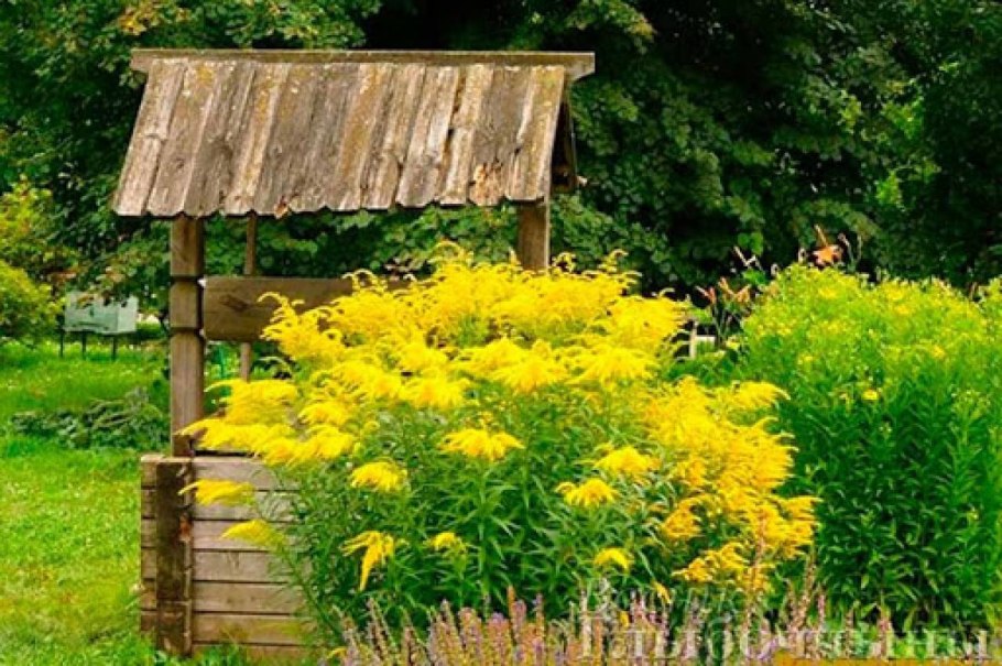 Золотарник сорняк