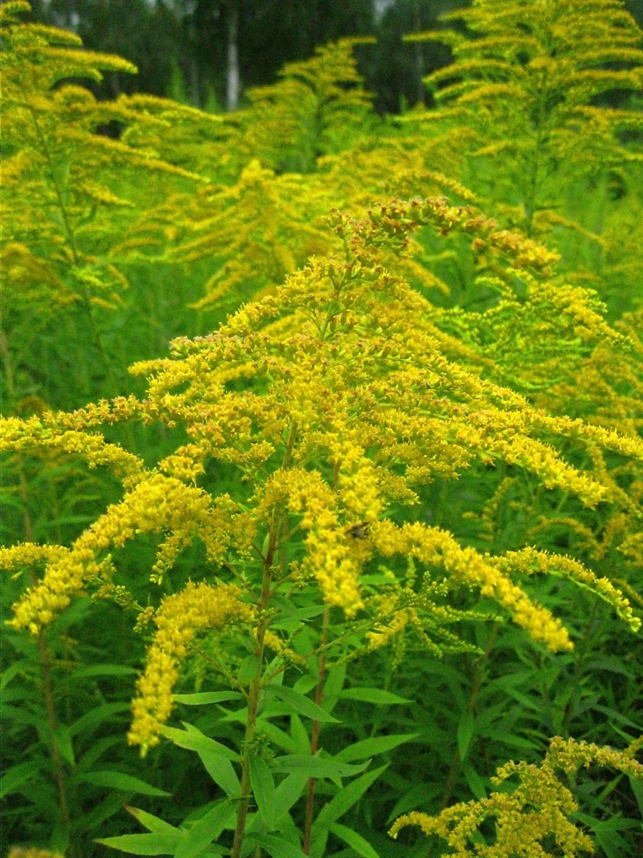 Золотарник Лапландский