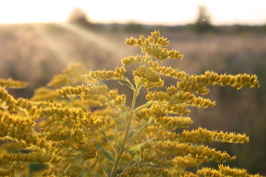 Золотая розга (золотарник)