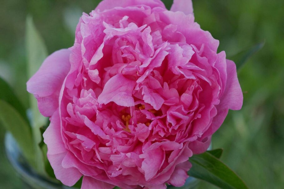 Пион Paeonia Alexander Fleming