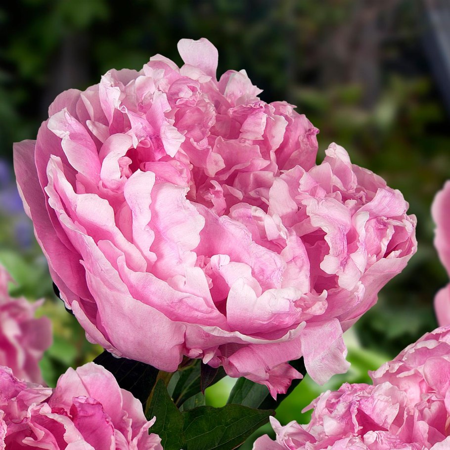 Paeonia Alexander Fleming