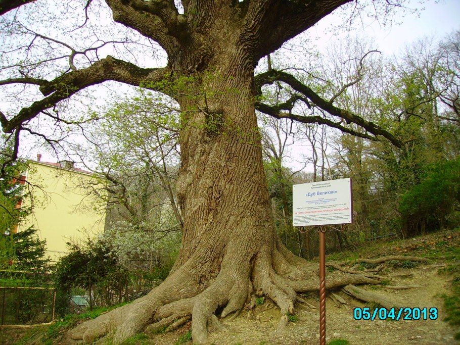 Дуб великан Саратов