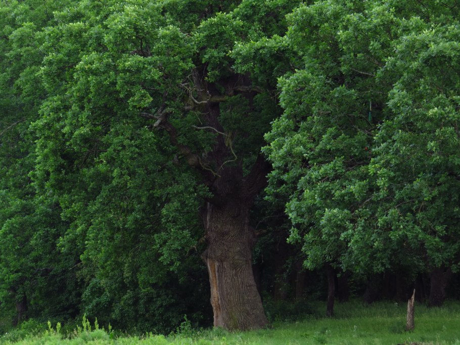 Дуб монумент