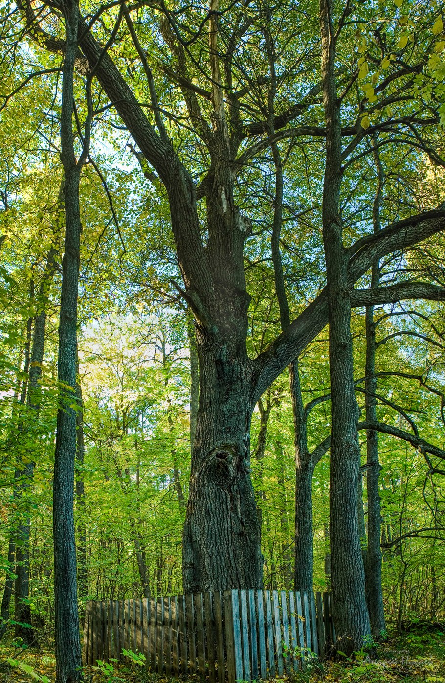 Китайский дуб дерево