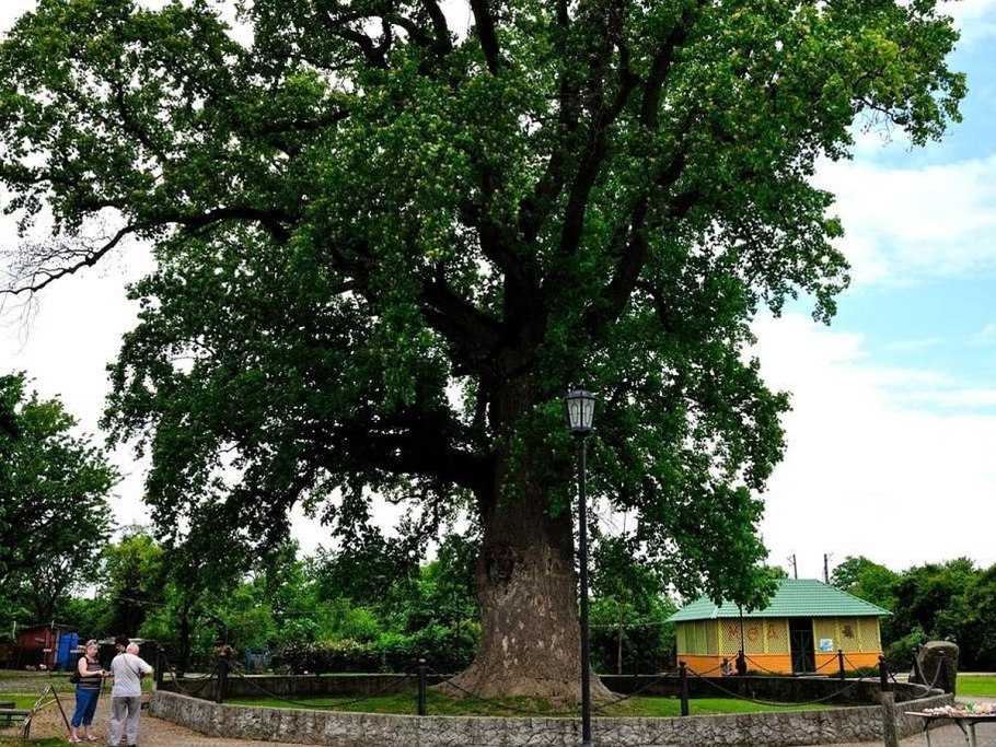 Дуб черешчатый Дубрава