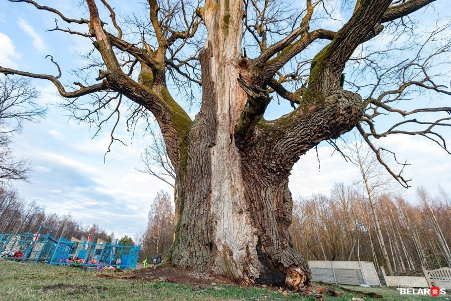 Беловежская пуща дубы великаны