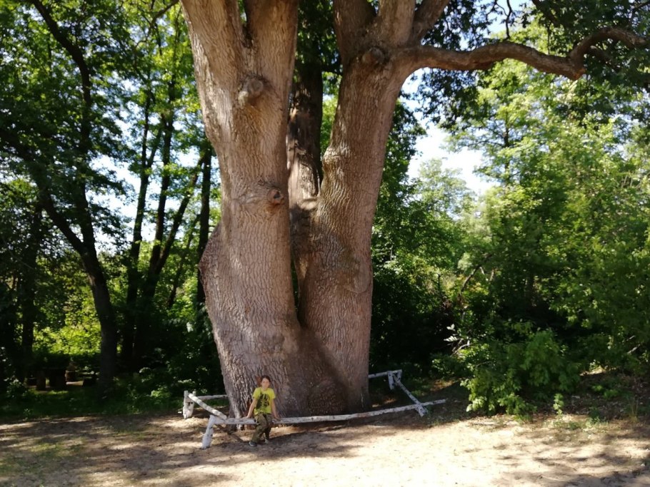Беловежская пуща деревья великаны