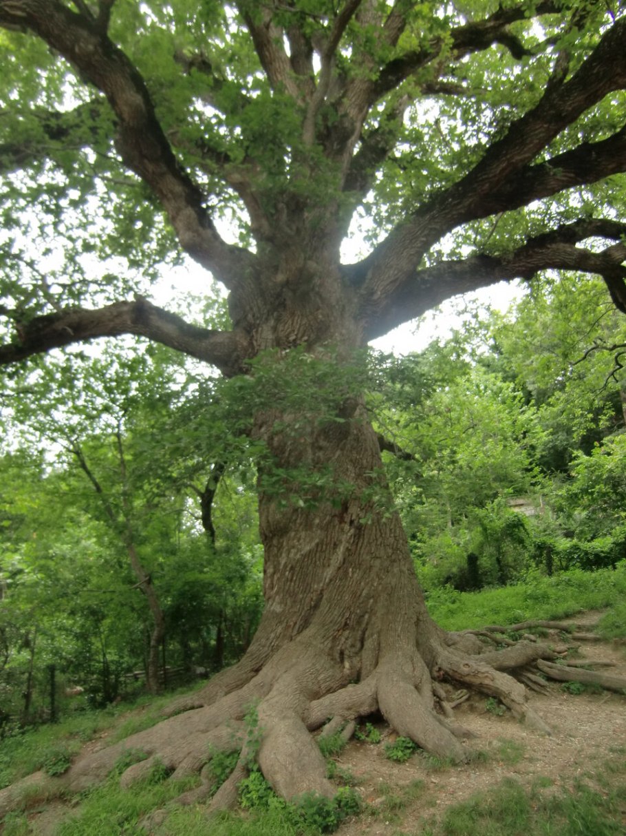 Дуб в Агое