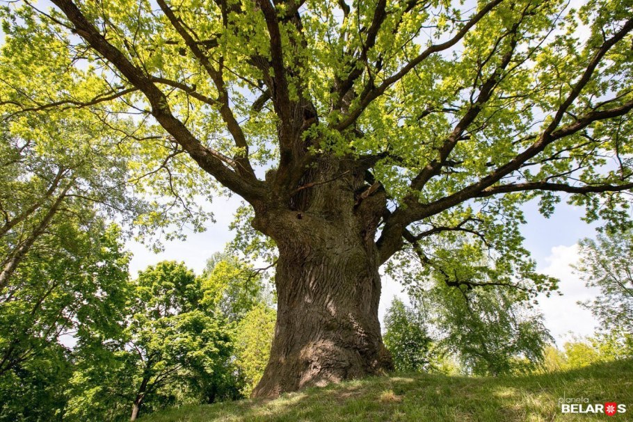 Солнечный остров Краснодар дуб