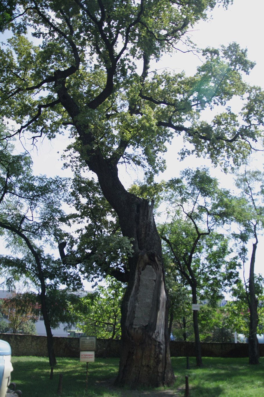 ЛИМУЗЕНСКИЙ дуб