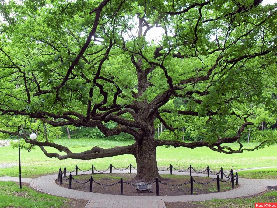 Старейшина Дубов Чувашия