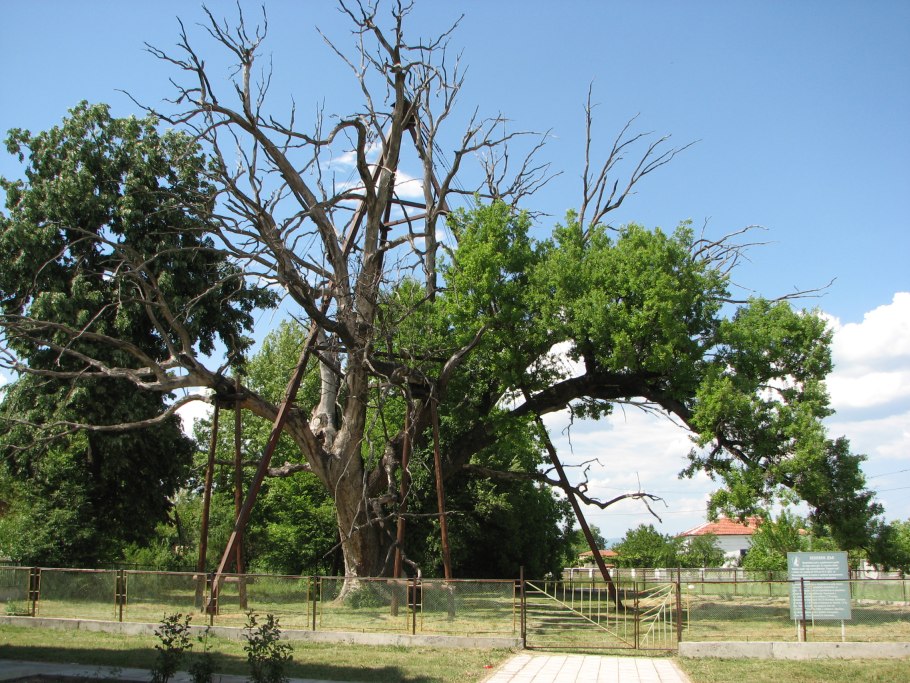Дуб великан Саратов Кумысная